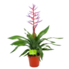Aechmea Blue Rain - Kokerbromelia - P12 H55 - Roze-Paars - Kamerplant