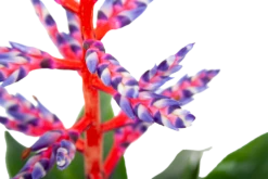 Aechmea Blue Rain - Kokerbromelia - P12 H55 - Roze-Paars - Kamerplant -Huisdecoratie aechmea blue rain kokerbromelia p12 h55 roze paars 6
