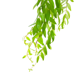 Aeschynanthus Japhrolepis - Lipstickplant - In Hangpot - P15 H20 - Kamerplant 6 Aeschynanthus Japhrolepis - Lipstickplant - In Hangpot - P15 H20 - Kamerplant -Huisdecoratie aeschynanthus japhrolepis lipstickplant in hangpot p15 6