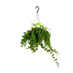 Aeschynanthus Pink Polka - Lipstickplant - In Hangpot - P17 H40 - Kamerplant