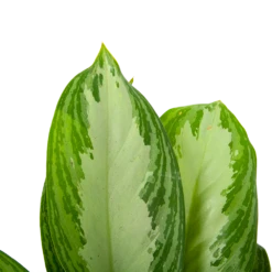 Aglaonema Freedman - P17 H60 - Kamerplant 6 Aglaonema Freedman - P17 H60 - Kamerplant -Huisdecoratie aglaonema freedman p17 h60 6 1