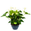 Anthurium Andreanum - Flamingoplant - P30 H80 Wit - Kamerplant