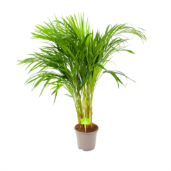Areca - Goudpalm - P17 H90 - Kamerplant
