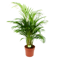 Areca - Goudpalm - P21 H100 - Kamerplant