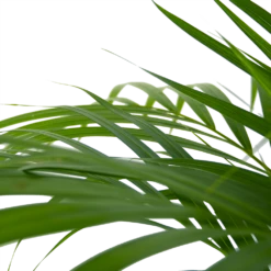 Areca - Goudpalm - P24 H120 - Kamerplant -Huisdecoratie areca goudpalm p24 h120 6