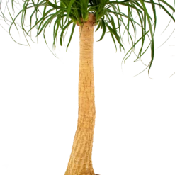 Beaucarnea Recurvata - Op Stam - Olifantenpoot - P27 H100 - Kamerplant 6 Beaucarnea Recurvata - Op Stam - Olifantenpoot - P27 H100 - Kamerplant -Huisdecoratie beaucarnea recurvata op stam olifantenpoot p27 h100 6 1