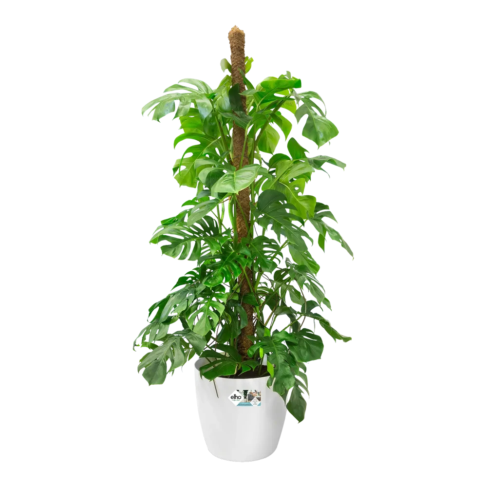 Bloempot Elho Brussels Rond 35cm - Met Wielen - Wit - Afbeelding 5