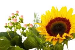 Boeket Zonnestraal Klein -Huisdecoratie boeket zonnestraal boeketten 4 3