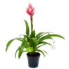 Bromelia Guzmania Candy - P12 H55 Roze - Kamerplant