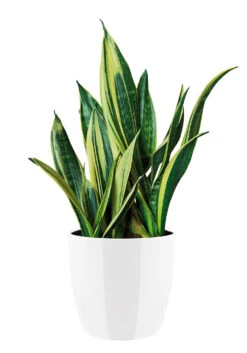 Bloempot Elho Brussels Diamond Rond 30cm - Wit -Huisdecoratie brussels diamond rond 30cm bloempot wit 6 20