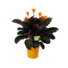 Calathea Crocata - Eeuwige Vlam - P15 H45 - Kamerplant