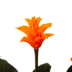 Calathea Crocata - Eeuwige Vlam - P15 H45 - Kamerplant 6 Calathea Crocata - Eeuwige Vlam - P15 H45 - Kamerplant -Huisdecoratie calathea crocata eeuwige vlam p15 h45 4