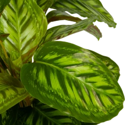 Calathea Flamestar - Schaduwplant - P32 H80 - Kamerplant -Huisdecoratie calathea flamestar schaduwplant p32 h80 5