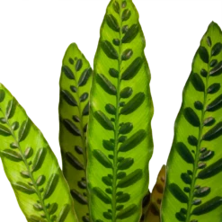 Huisdecoratie -Huisdecoratie calathea insigne livingplant p17 h65 6