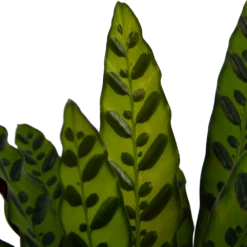 Calathea Insigne - Livingplant - P21 H60 - Kamerplant -Huisdecoratie calathea insigne livingplant p21 h60 4