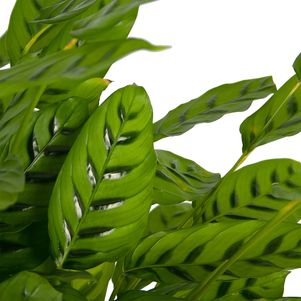 Calathea Leopardina - Schaduwplant - P27 H90 - Kamerplant 2 Calathea Leopardina - Schaduwplant - P27 H90 - Kamerplant - Afbeelding 2