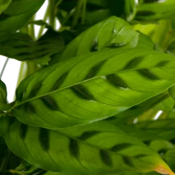 Calathea Leopardina - Schaduwplant - P27 H90 - Kamerplant 6 Calathea Leopardina - Schaduwplant - P27 H90 - Kamerplant -Huisdecoratie calathea leopardina schaduwplant p27 h90 kamerplant 4