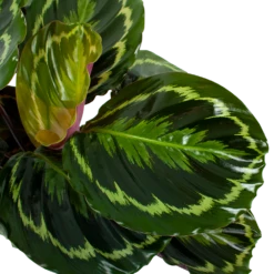 Nieuwe uitgaven -Huisdecoratie calathea medaillon schaduwplant p19 h75 5