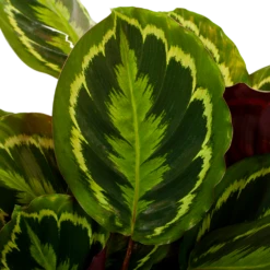Nieuwe uitgaven -Huisdecoratie calathea medaillon schaduwplant p27 h90 5 1