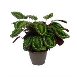Calathea Medaillon - Schaduwplant - P32 H80 - Kamerplant -Huisdecoratie calathea medaillon schaduwplant p32 h80 2