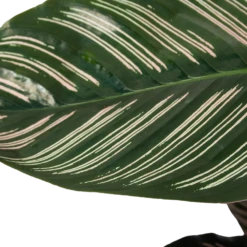 Calathea Ornata - Livingplant - Schaduwplant - P19 H75 - Kamerplant -Huisdecoratie calathea ornata livingplant schaduwplant p19 h75 6 1