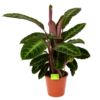 Calathea Warcewiczii - Livingplant - P19 H75 - Kamerplant