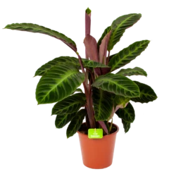 Calathea Warcewiczii - Livingplant - P19 H75 - Kamerplant