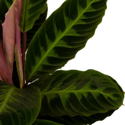 Huisdecoratie -Huisdecoratie calathea warcewiczii livingplant p19 h75 5 1