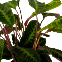Huisdecoratie -Huisdecoratie calathea warcewiczii livingplant p21 h75 5 1