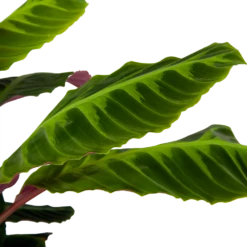 Calathea Warcewiczii - Livingplant - P21 H75 - Kamerplant -Huisdecoratie calathea warcewiczii livingplant p21 h75 6 1