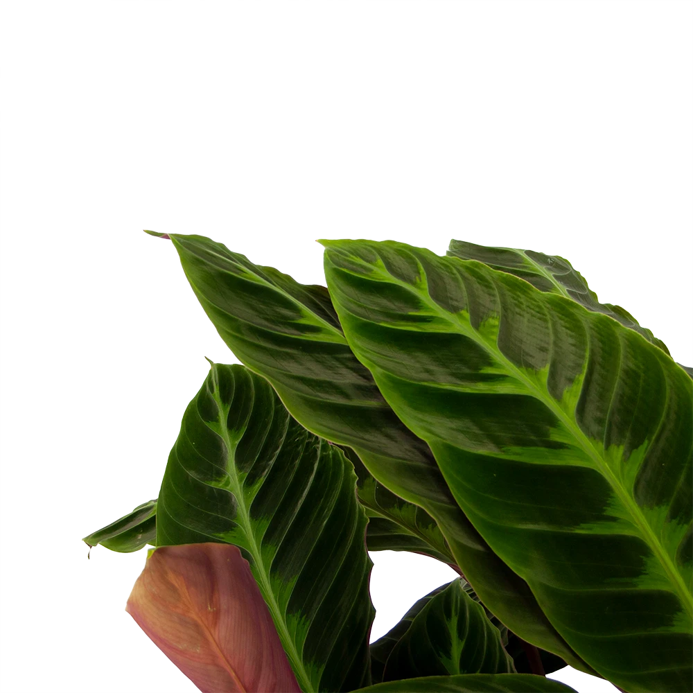 Calathea Warcewiczii - Livingplant - P21 H90 - Kamerplant 2 Calathea Warcewiczii - Livingplant - P21 H90 - Kamerplant - Afbeelding 2