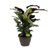 Calathea Whitestar - Schaduwplant - P32 H80 - Kamerplant