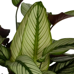Huisdecoratie -Huisdecoratie calathea whitestar schaduwplant p32 h80 5