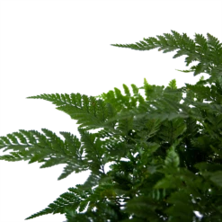 Davallia Teyermannii - In Hangpot - P17 H30 - Kamerplant -Huisdecoratie davallia teyermannii in hangpot p17 h30 6