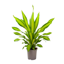 Dracaena Charley - Drakenbloedboom - P24 H95 - Kamerplant -Huisdecoratie dracaena charley drakenbloedboom p24 h95 3