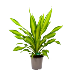 Dracaena Charley - Drakenbloedboom - P24 H95 - Kamerplant -Huisdecoratie dracaena charley drakenbloedboom p24 h95 4