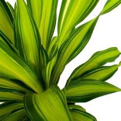 Dracaena Charley - Drakenbloedboom - P24 H95 - Kamerplant -Huisdecoratie dracaena charley drakenbloedboom p24 h95 5