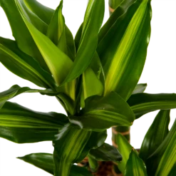 Dracaena Cintho - Op Stam - Drakenbloedboom - P27 H150 - Kamerplant -Huisdecoratie dracaena cintho op stam drakenbloedboom p27 h150 6 1