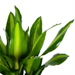 Dracaena Cintho - Op Stam - Drakenbloedboom - P31 H150 - Kamerplant -Huisdecoratie dracaena cintho op stam drakenbloedboom p31 h150 6 1
