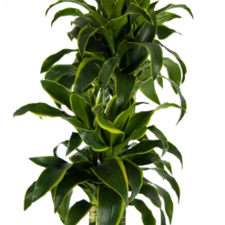 Dracaena Dorado - Op Stam - Drakenbloedboom - P27 H180 - Kamerplant -Huisdecoratie dracaena dorado op stam drakenbloedboom p27 h180 kamerplant 3