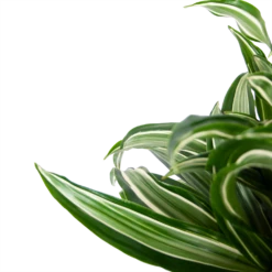 Dracaena Jade Jewel - Op Stam - Drakenbloedboom - P24 H100 - Kamerplant -Huisdecoratie dracaena jade jewel op stam drakenbloedboom p24 h100 5