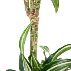 Dracaena Jade Jewel - Op Stam - Drakenbloedboom - P24 H100 - Kamerplant -Huisdecoratie dracaena jade jewel op stam drakenbloedboom p24 h100 6
