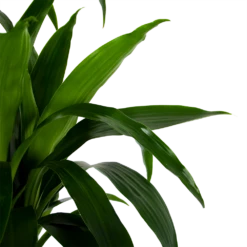 Dracaena Janet Craig - Op Stam - Drakenbloedboom - P34 H170 - Kamerplant -Huisdecoratie dracaena janet craig op stam drakenbloedboom p34 h170 6 1