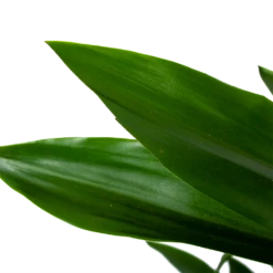 Dracaena Janet Lind - Vertakt - Drakenbloedboom - P21 H80 - Kamerplant -Huisdecoratie dracaena janet lind vertakt drakenbloedboom p21 h80 6