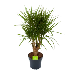 Dracaena Marginata Groen - Vertakt - Drakenbloedboom - P27 H120 - Kamerplant