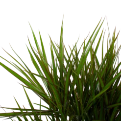 Dracaena Marginata Groen - Vertakt - Drakenbloedboom - P27 H120 - Kamerplant -Huisdecoratie dracaena marginata groen vertakt drakenbloedboom p27 h120 6 3