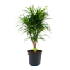 Dracaena Reflexa Anita - Enkele Stam - Drakenbloedboom-p24 H110 - Kamerplant