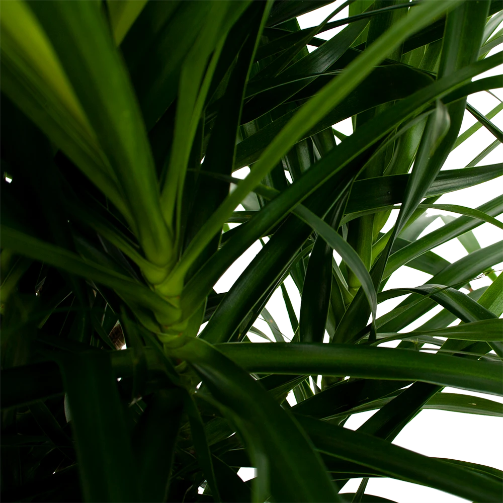 Dracaena Reflexa Anita - Enkele Stam - Drakenbloedboom-p24 H110 - Kamerplant 2 Dracaena Reflexa Anita - Enkele Stam - Drakenbloedboom-p24 H110 - Kamerplant - Afbeelding 2