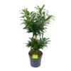 Dracaena Reflexa - Vertakt - Drakenbloedboom - P24 H90 - Kamerplant