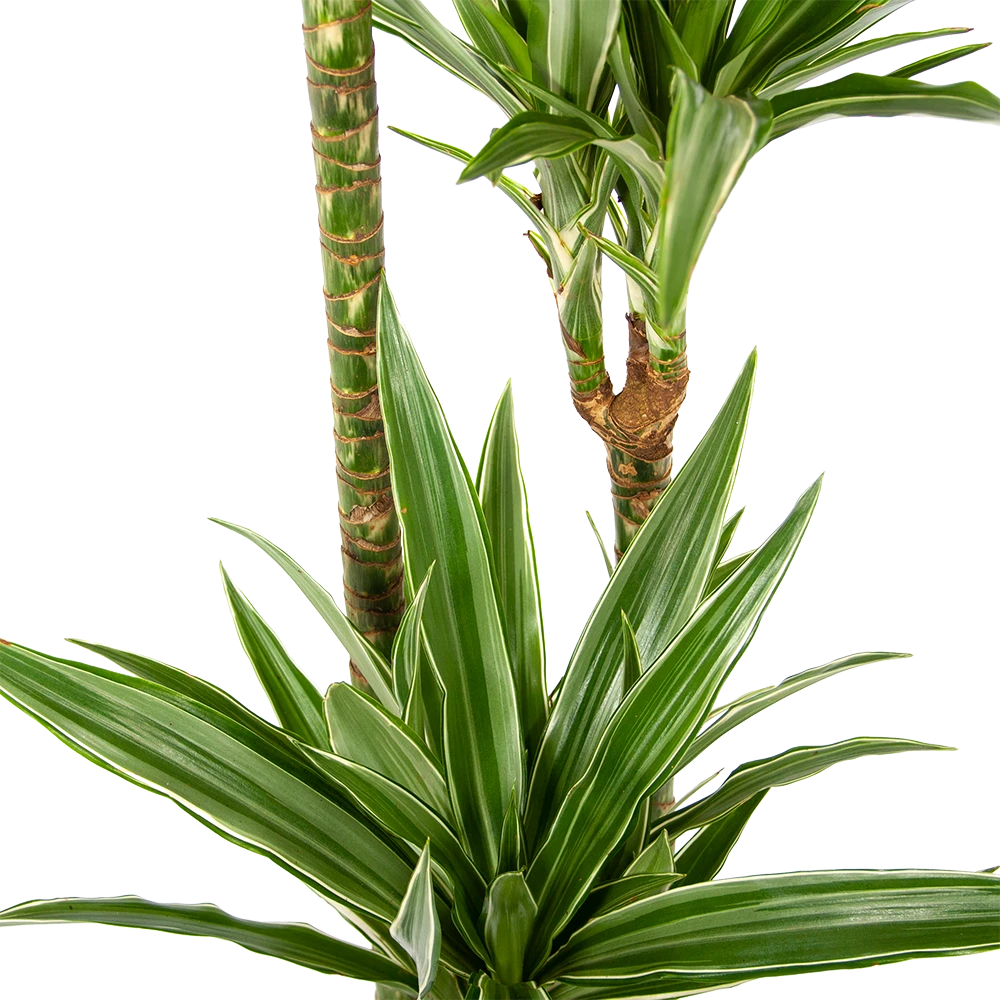 Dracaena White Stripe - Op Stam - Drakenbloedboom - P24 H150 - Kamerplant 2 Dracaena White Stripe - Op Stam - Drakenbloedboom - P24 H150 - Kamerplant - Afbeelding 2